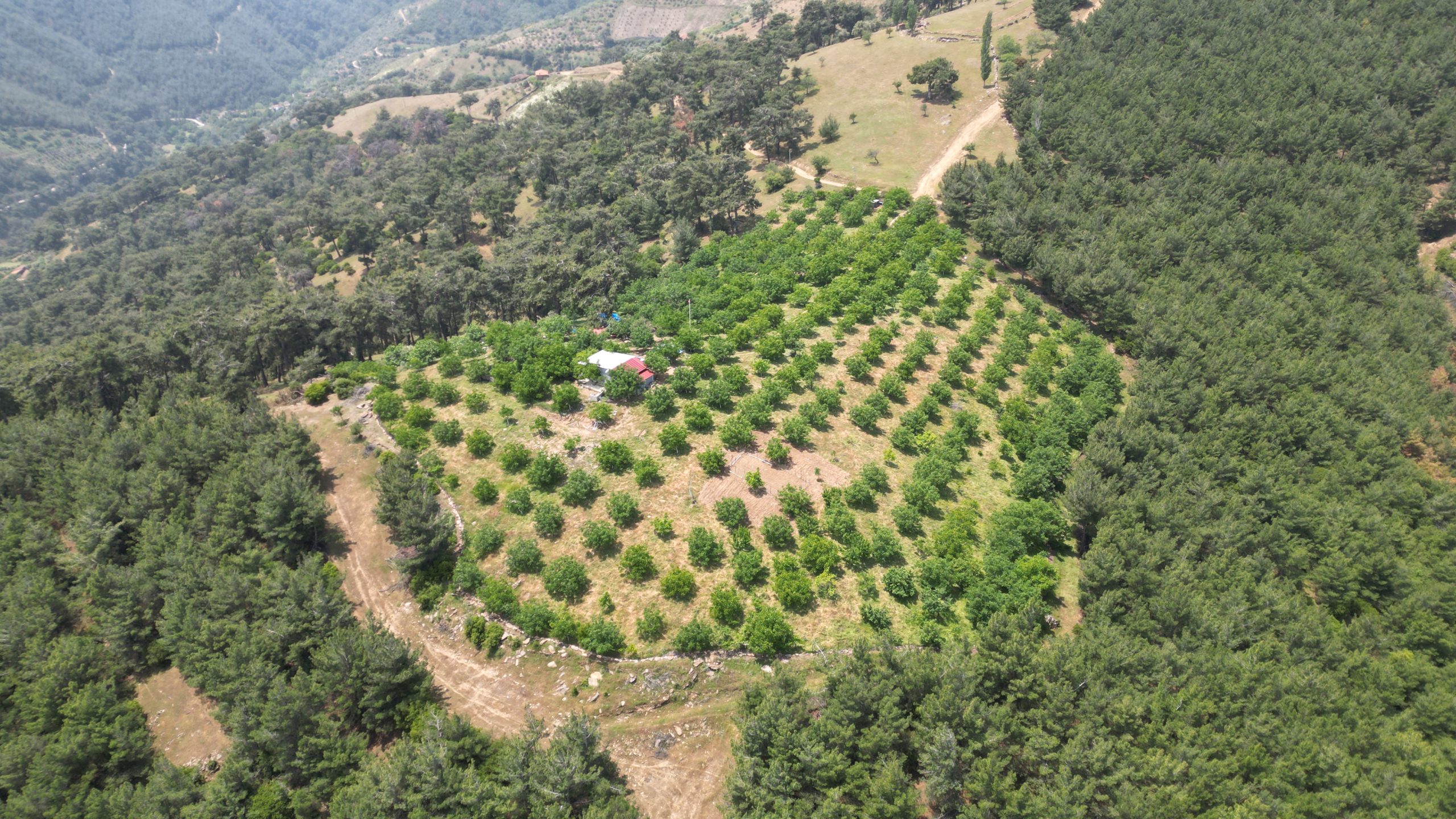 İZMİR ÖDEMİŞ’ TE LÜBBEY KÖYÜ YOLU ÜZERİ ÇİFTLİK ARAZİSİ